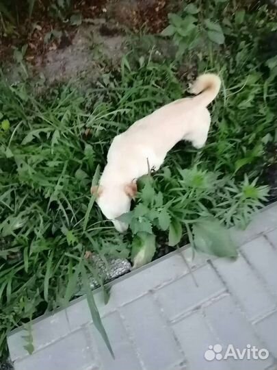 Девочка 7,5 кг в холке 33 см,стерилизована