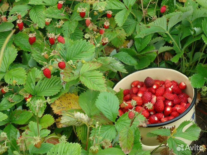 Мелкоплодная ремонтантная земляника