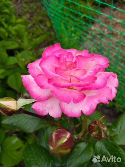 Саженцы роз