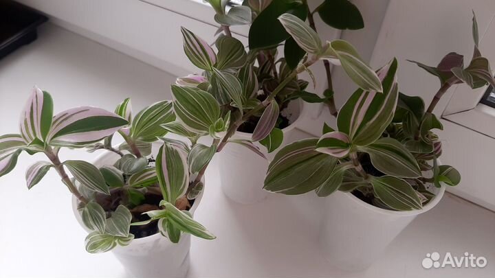 Декабрист,Эписция,Традесканция