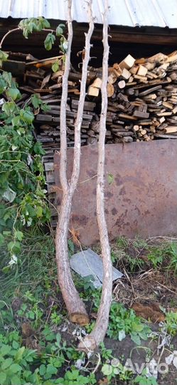 Пихта, 2 ствола