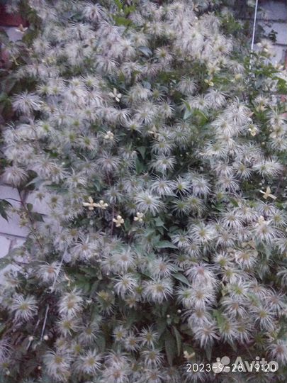 Клематис тангутский