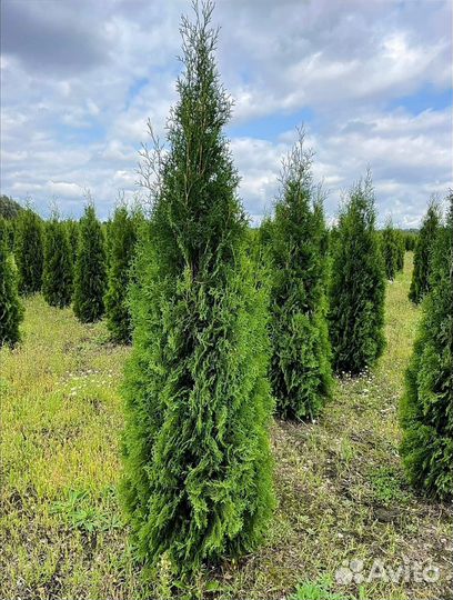 Туя западная Колумна
