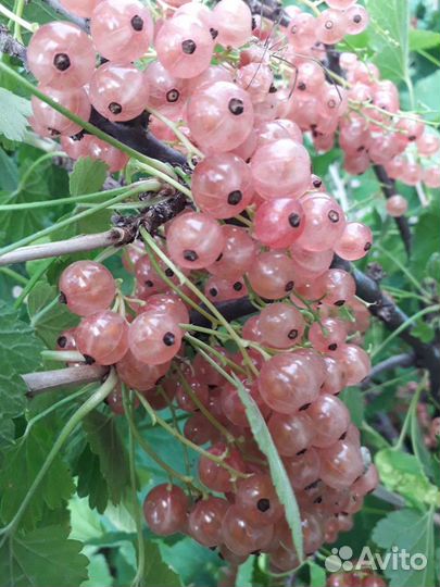 Смородина Шоколадная и др