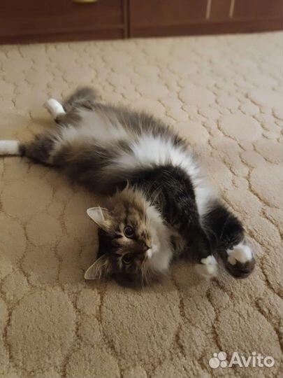 Кошка в добрые руки