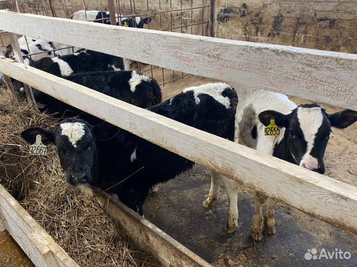 Телята бычки