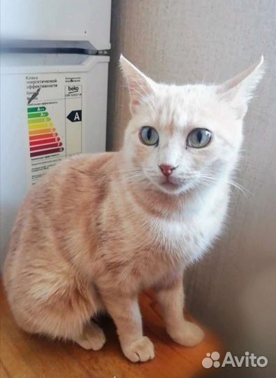 Персиковая кошка компаньон