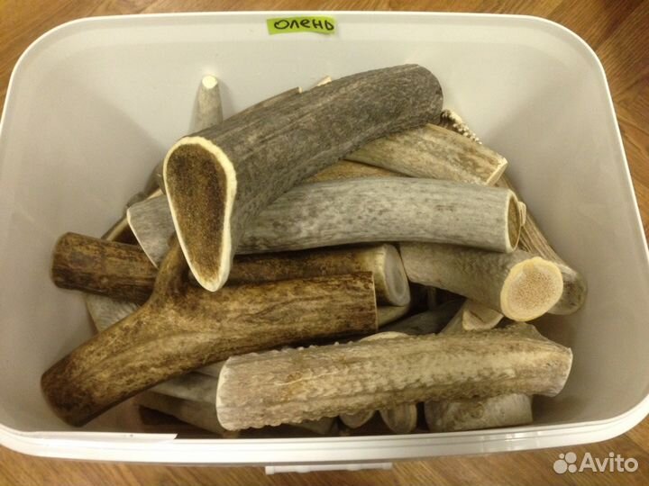 Погрызушки - рога оленя для собак