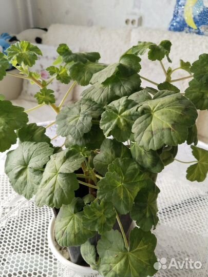 Комнатные растения