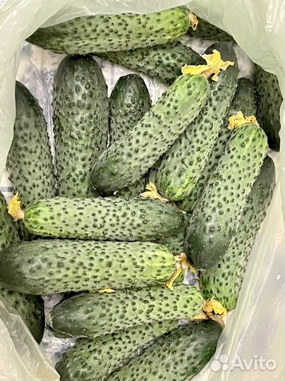 Огурцы дачные