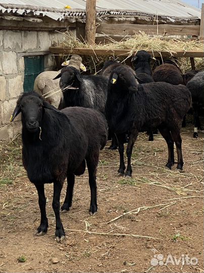 Бараны эдельбаевские