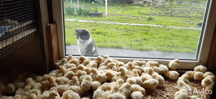 Петушки Месячные