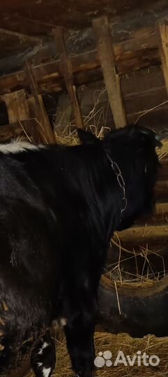 Корова телята и бычки