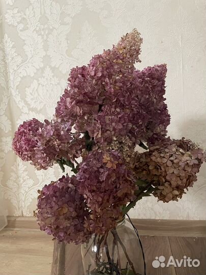 Гортензия сухоцвет (букет, для творчества)