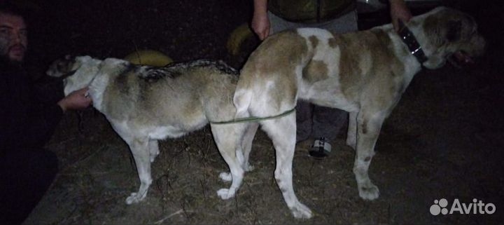 Среднеазиатская овчарка