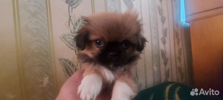 Собаки щенки Пекинес