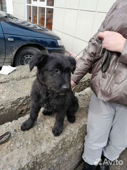 Собака в добрые руки