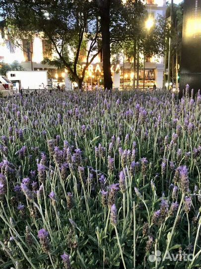 Саженцы Лаванды /чабрец/ розмарин