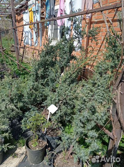 Можжевельник блю альпс