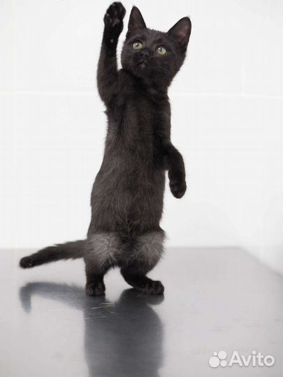 Черный котенок девочка в дар