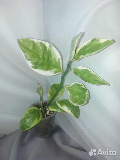 Педилантус