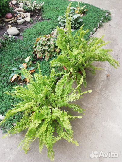 Папоротник Нефролепис Кучерявый