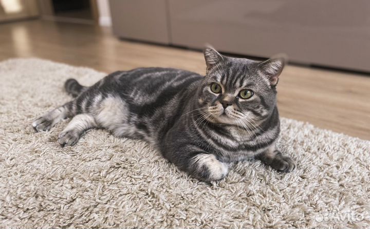 Вязка мраморный британец