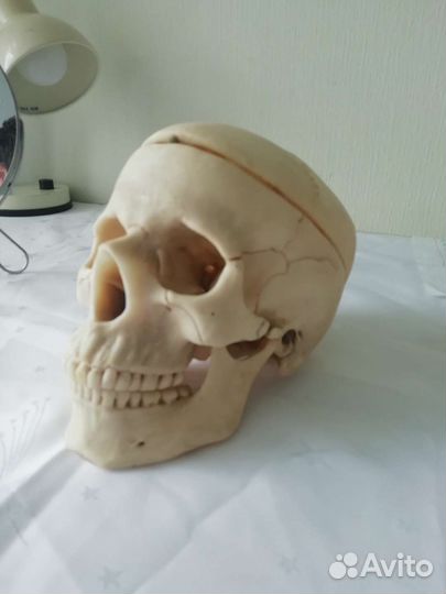Модель черепа человека 1:1
