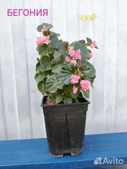 Бегония