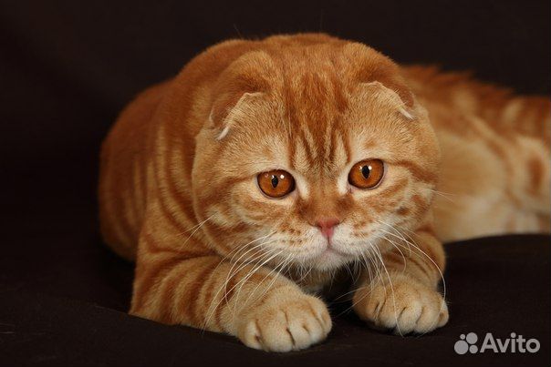 Золотой шотландский вислоухий котик