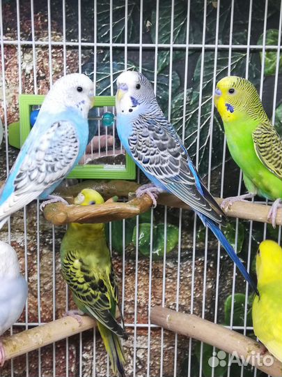 Волнистый попугай птенцы, клетка