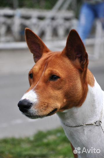 Вязка. Басенджи