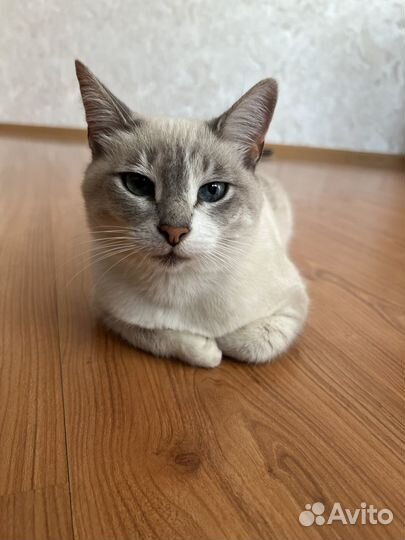 Кошечка в добрые руки