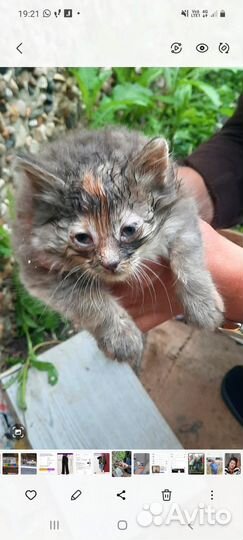 Котенок в добрые руки