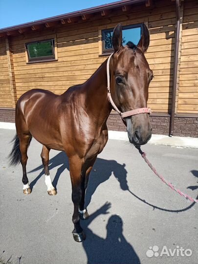 Продажа орловских лошадей