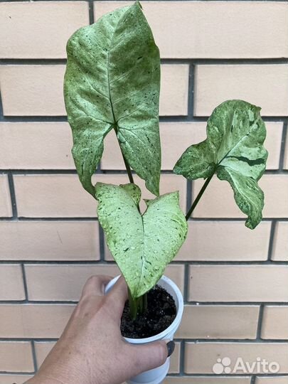 Сингониумы