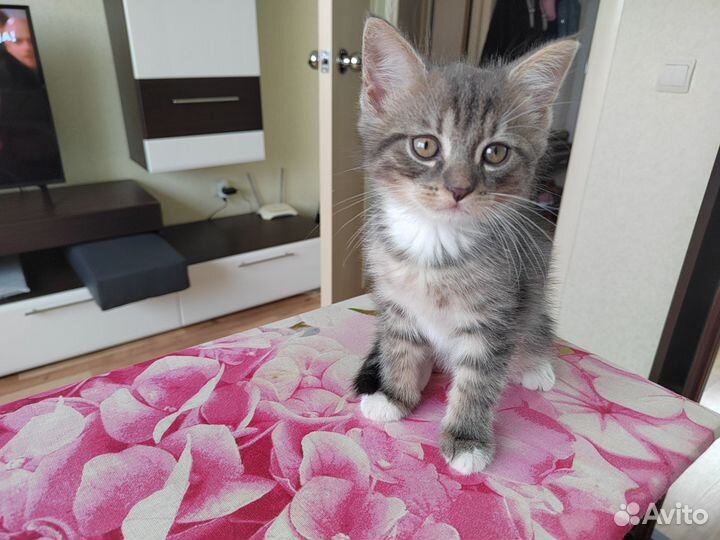 Отдам бесплатно котёнка