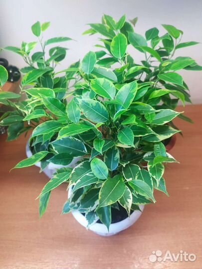 Фикус бенджамина