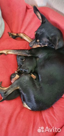 Мини - Тойтерьер