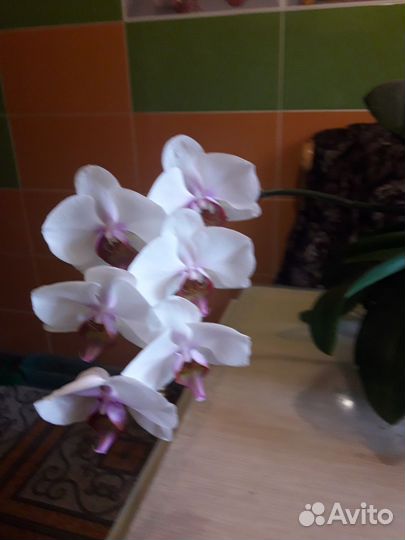 Орхидея фаленопсис