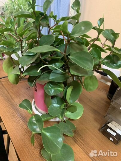 Комнатные цветы Пеперомия