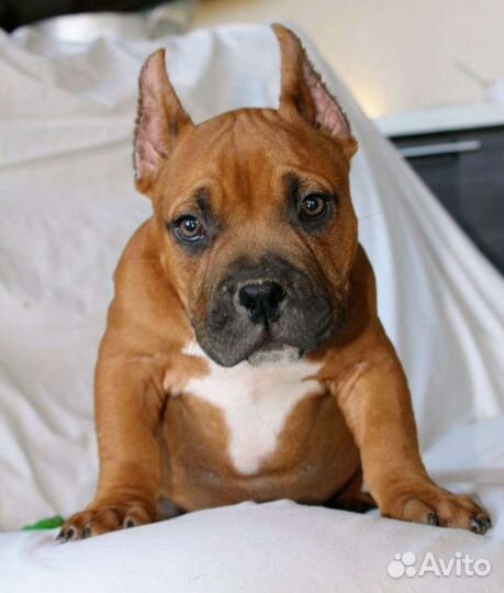 Американский Булли Щенки