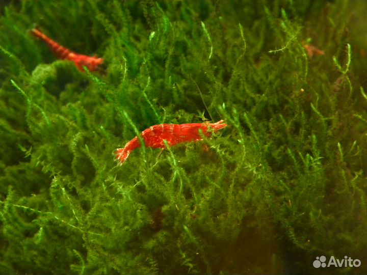 Креветки вишня