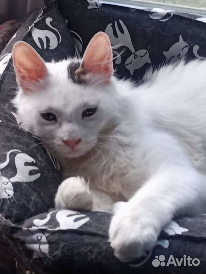 Кошка Марта