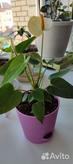 Цветок аториум