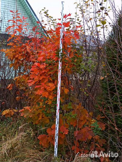 Дуб красный 3 метра