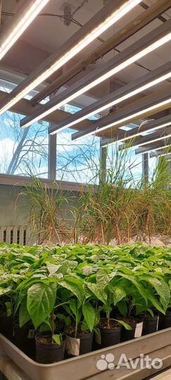 Фитосветильник полный спектр