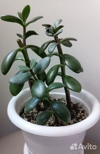 Крассула толстянка