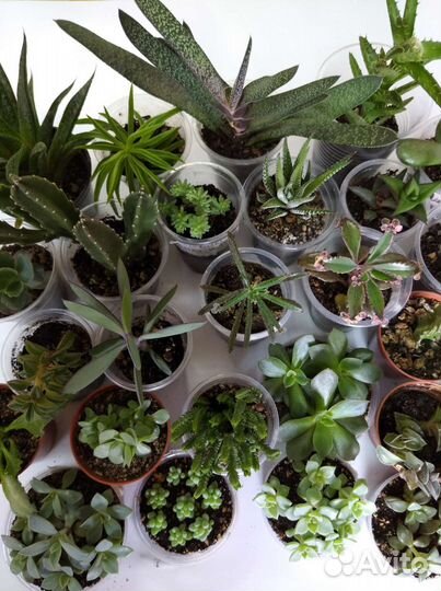 Кактусы и суккуленты