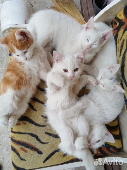 Котята в добрые руки
